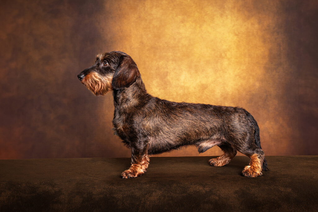 Seitliches Standbild eines Rauhaardackel Rüden im Fotostudio in Ascheberg bei Münster vor Studiohintergrund mit Struktur, fotografiert von der Hundefotografin Anne Bertling aus dem Münsterland, nahe des Ruhrgebiets, NRW.