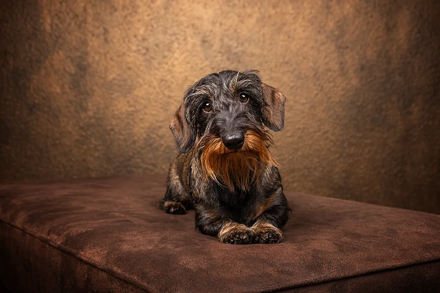 Studio Portrait eines Dackels, der auf einem braunen Sofa liegt vor barockem Hintergrund, hochwertig und edel fotografiert von der Tierfotografin Anne Bertling aus Ascheberg nahe Dortmund, NRW.