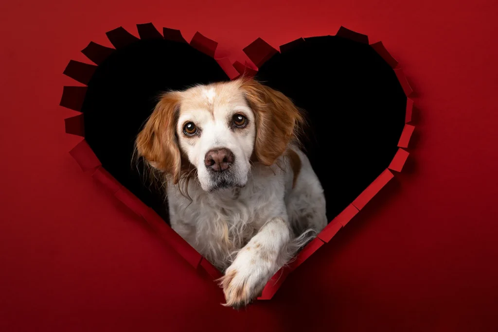 Studio Portrait der Epagneul Breton Hündin Sari zum Valentinstag. Der Hund steigt durch ein rotes Herz, der Hintergrund ist schwarz. Fotografiert wurde es von der Hundefotografin Anne Bertling im eigenen Fotostudio in Ascheberg bei Münster und Dortmund (NRW).