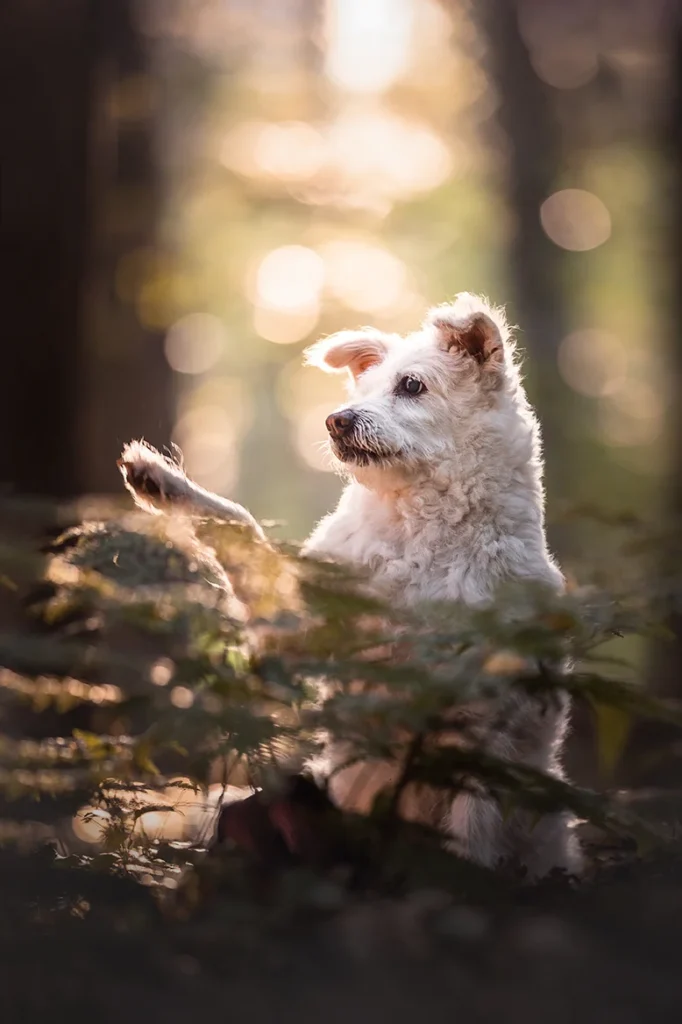 Portrait eines Hunde Senioren im Wald in Münster (NRW), fotografiert von der Hundefotografin Anne Bertling aus Ascheberg im Münsterland.