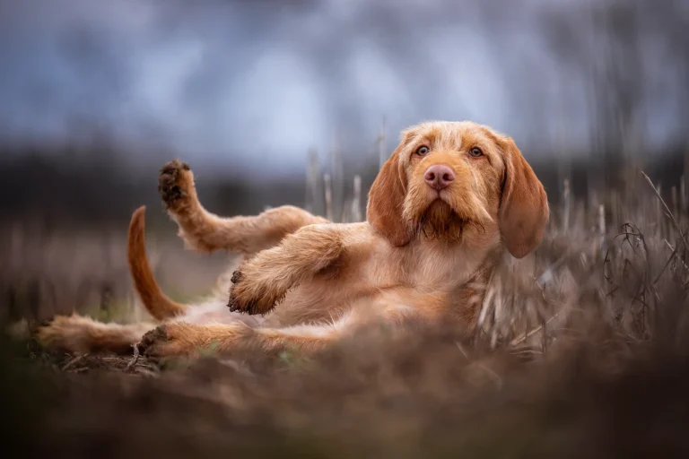 Magyar Vizsla Welpe im Feld, fotgrafiert outdoor von der Hundefotografin Anne Bertling Fotografie in Ascheberg (Westfalen), im Münsterland, NRW