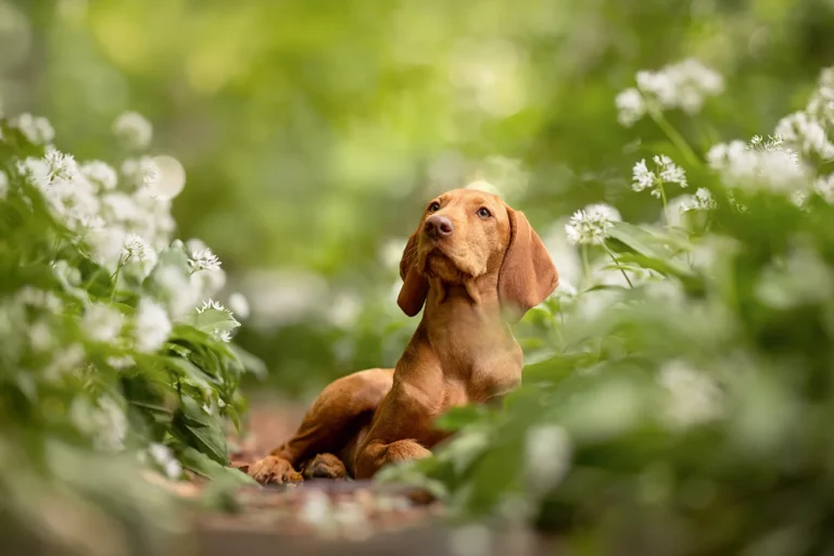 Portrait eines Hundes, eines Viszla Welpen im Wald, aufgenommen von Anne Berlting Tierfotografie im Münsterland, NRW