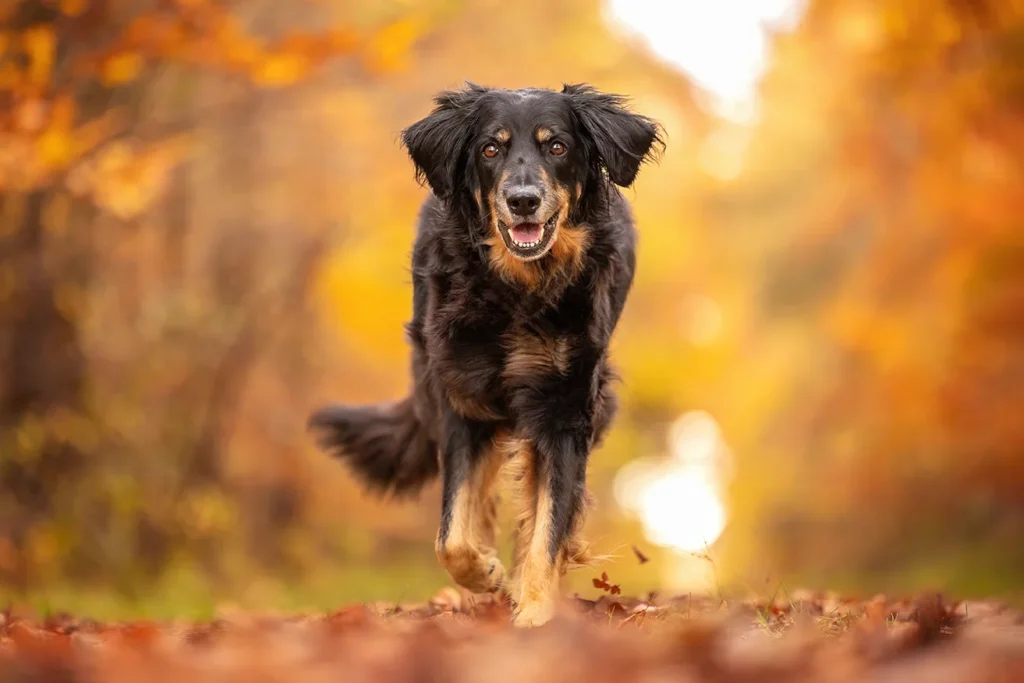 Hovawart Hündin im Herbstwald in Rinkerode nahe Münster (NRW), fotografiert von der Hundefotografin Anne Bertling aus Ascheberg im Münsterland.
