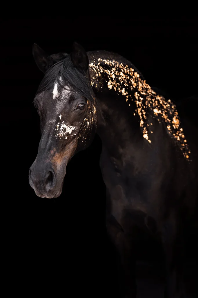 Ausdrucksstarkes Stallgassen Foto von einem Endmaßpony mit Gold und Glitzer vor schwarzem Hintergund aufgenommen bei einem Pferdeshooting in einer Stallgasse bei Münster (NRW) von der Pferdefotografin Anne Bertling aus Ascheberg im Münsterland nahe Ruhrgebiet, NRW.