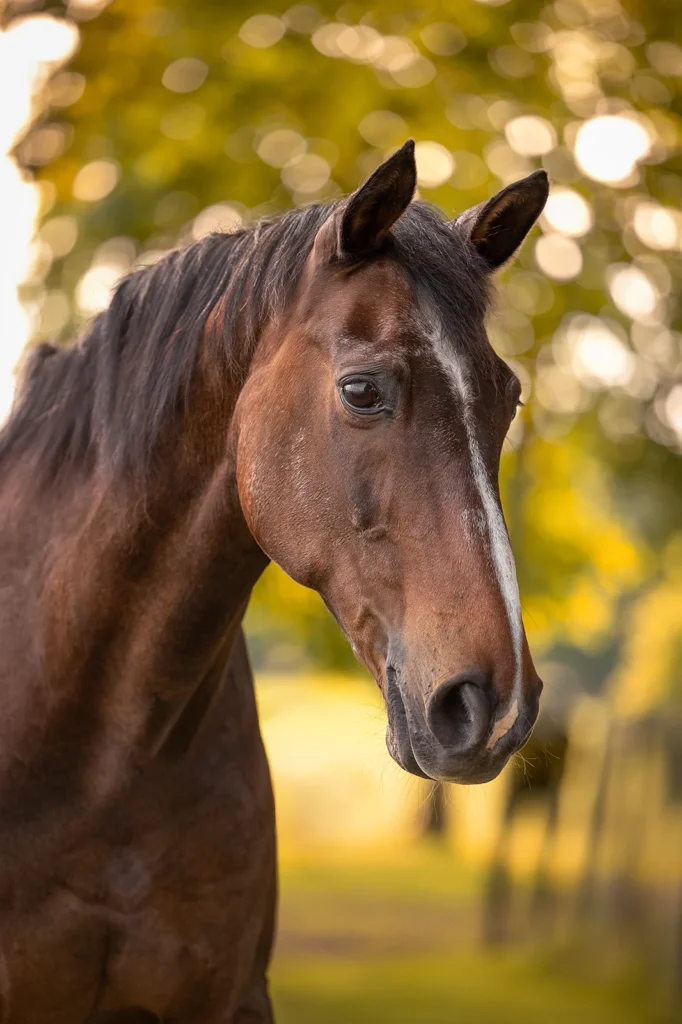 Foto von einem Warmblut Pferdesenior aufgenommen bei einem Pferdeshooting auf der Weide bei Münster (NRW) von der Pferdefotografin Anne Bertling aus Ascheberg im Münsterland, NRW.