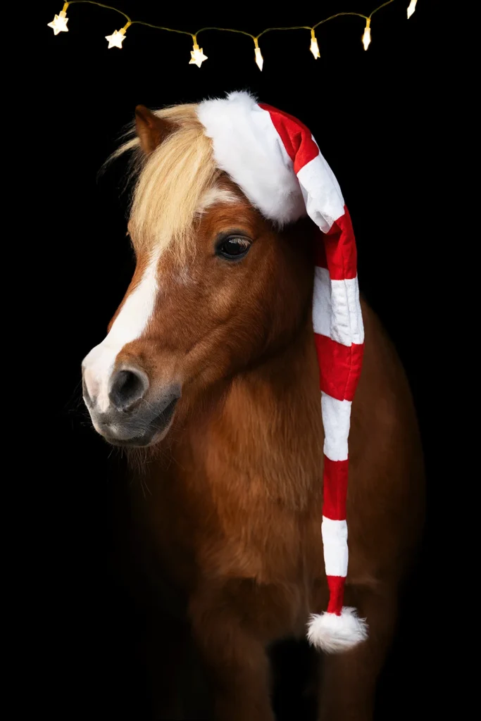 Weihnachtliches Foto von einem Classic Shetland Pony mit Weihnachtsmütze und Lichterkette aufgenommen bei einem Pferdeshooting vor schwarzem Hintergund in der Stallgasse bei Münster (NRW) von der Pferdefotografin Anne Bertling aus Ascheberg im Münsterland, NRW.