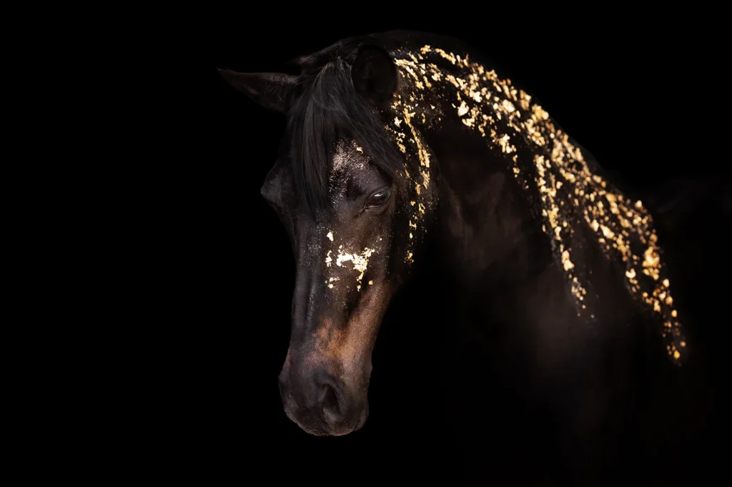 Ausdrucksstarkes Stallgassen Foto von einem Endmaßpony mit Blattgold und Glitzer vor schwarzem Hintergund aufgenommen bei einem Pferdeshooting in einer Stallgasse bei Münster (NRW) von der Pferdefotografin Anne Bertling aus Ascheberg im Münsterland, NRW.