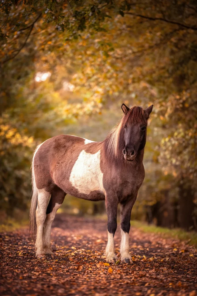 Outdoor Foto von einer gescheckten Isländer Stute aufgenommen bei einem Pferdeshooting auf einem Weg im Herbstwald bei Münster (NRW) von der Pferdefotografin Anne Bertling aus Ascheberg im Münsterland, NRW.