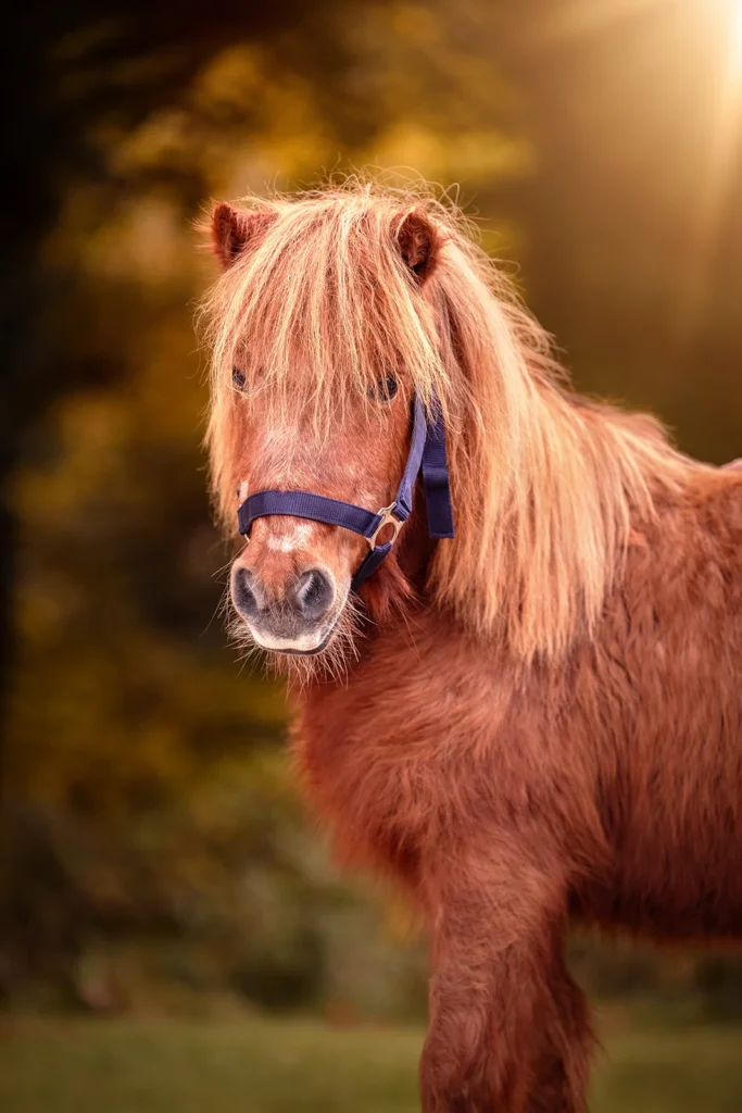 Foto von einem Shetland Pony aufgenommen in der Natur in Senden bei Münster (NRW) durch die Pferdefotografin Anne Bertling aus Ascheberg im Münsterland.