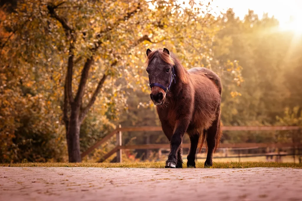 Foto von einem Shetland Pony Senior aufgenommen auf einer Gasse in Senden bei Münster (NRW) durch die Pferdefotografin Anne Bertling aus Ascheberg im Münsterland.