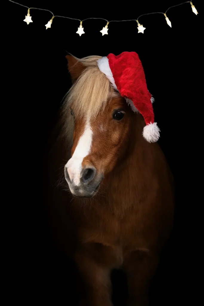 Weihnachtsfoto von einem Classic Shetland Pony mit Weihnachtsmütze und Lichterkette aufgenommen bei einem Pferdeshooting vor schwarzem Hintergund in der Stallgasse bei Münster (NRW) von der Pferdefotografin Anne Bertling aus Ascheberg im Münsterland, NRW.