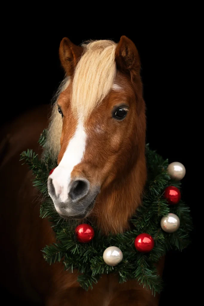 Weihnachtsfoto von einem Classic Shetland Pony mit Weihnachtskranz bzw. Kugelkranz aufgenommen bei einem Pferdeshooting vor schwarzem Hintergund in der Stallgasse bei Münster (NRW) von der Pferdefotografin Anne Bertling aus Ascheberg im Münsterland, NRW.