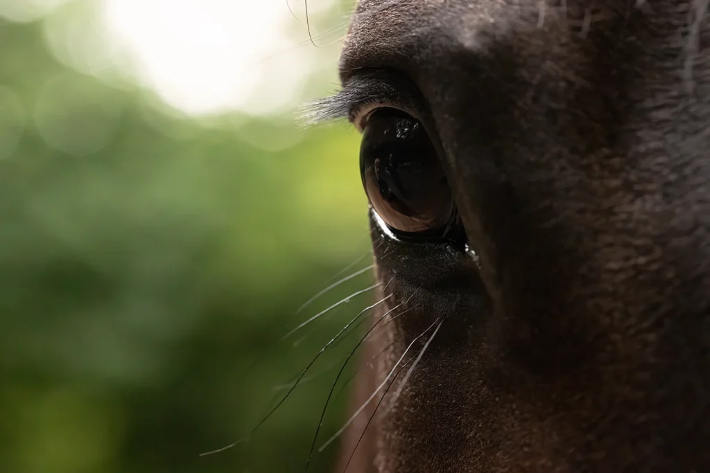 Detail Foto von einem Auge eines Warmblut Pferd aufgenommen bei einem Pferdeshooting auf der Weide bei Münster (NRW) von der Pferdefotografin Anne Bertling aus Ascheberg im Münsterland, NRW.