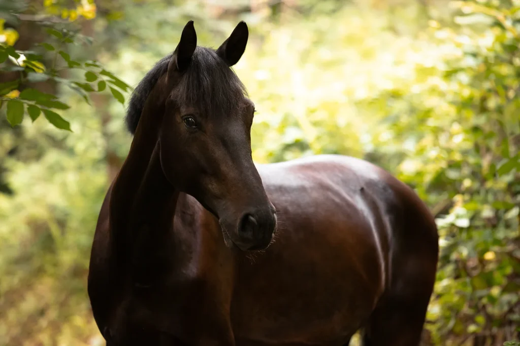 Foto von einem Warmblut Pferd aufgenommen bei einem Pferdeshooting auf der Weide bei Münster (NRW) von der Pferdefotografin Anne Bertling aus Ascheberg im Münsterland nahe Ruhrgebiet, NRW.