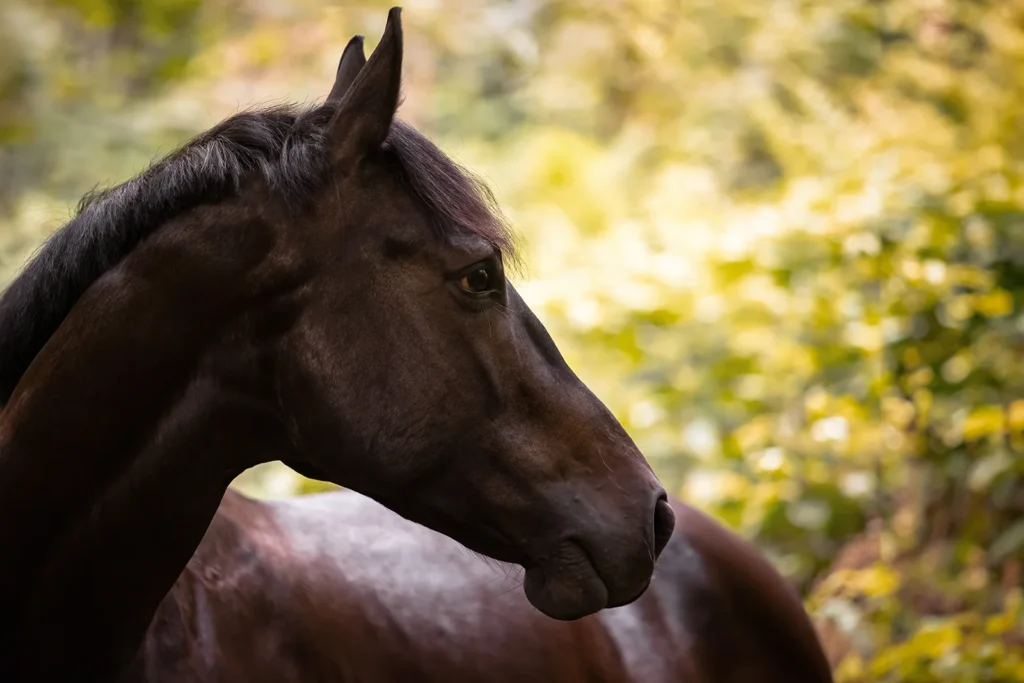 Foto von einem Warmblut Pferd aufgenommen bei einem Pferdeshooting auf der Weide bei Münster (NRW) von der Pferdefotografin Anne Bertling aus Ascheberg im Münsterland, NRW.