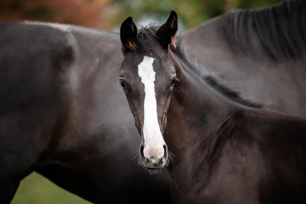 Portrait Foto von einem Warmblut Pferd, einemRapp Fohlen aufgenommen bei einem Pferdeshooting auf der Weide bei Münster (NRW) von der Pferdefotografin Anne Bertling aus Ascheberg im Münsterland, NRW.