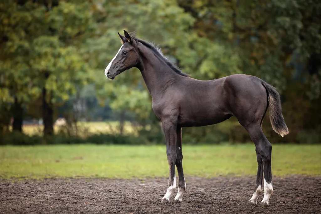 Foto von einem Warmblut Rapp Fohlen aufgenommen bei einem Fohlenshooting auf der Weide bei Münster (NRW) von der Pferdefotografin Anne Bertling aus Ascheberg im Münsterland, NRW.
