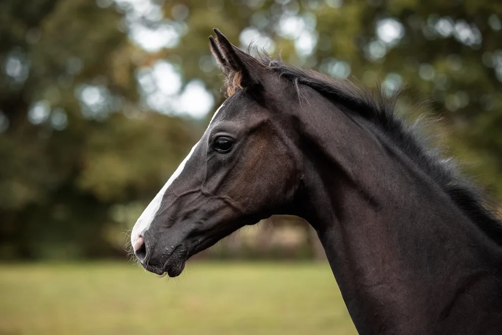 Portrait Foto von einem Warmblut Pferd, einem Rapp Fohlen aufgenommen bei einem Fohlenshooting auf der Weide bei Münster (NRW) von der Pferdefotografin Anne Bertling aus Ascheberg im Münsterland, NRW.