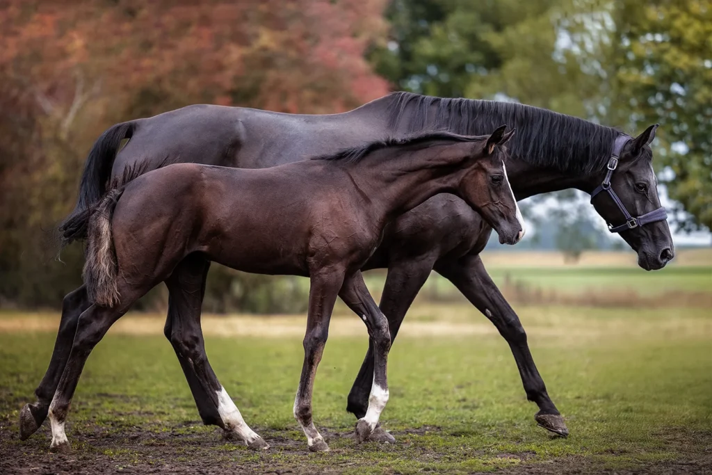 Foto von einem Warmblut Pferd, einem Rappen, mit ihrem Rapp Fohlen aufgenommen bei einem Fohlenshooting auf der Weide bei Münster (NRW) von der Pferdefotografin Anne Bertling aus Ascheberg im Münsterland, NRW.