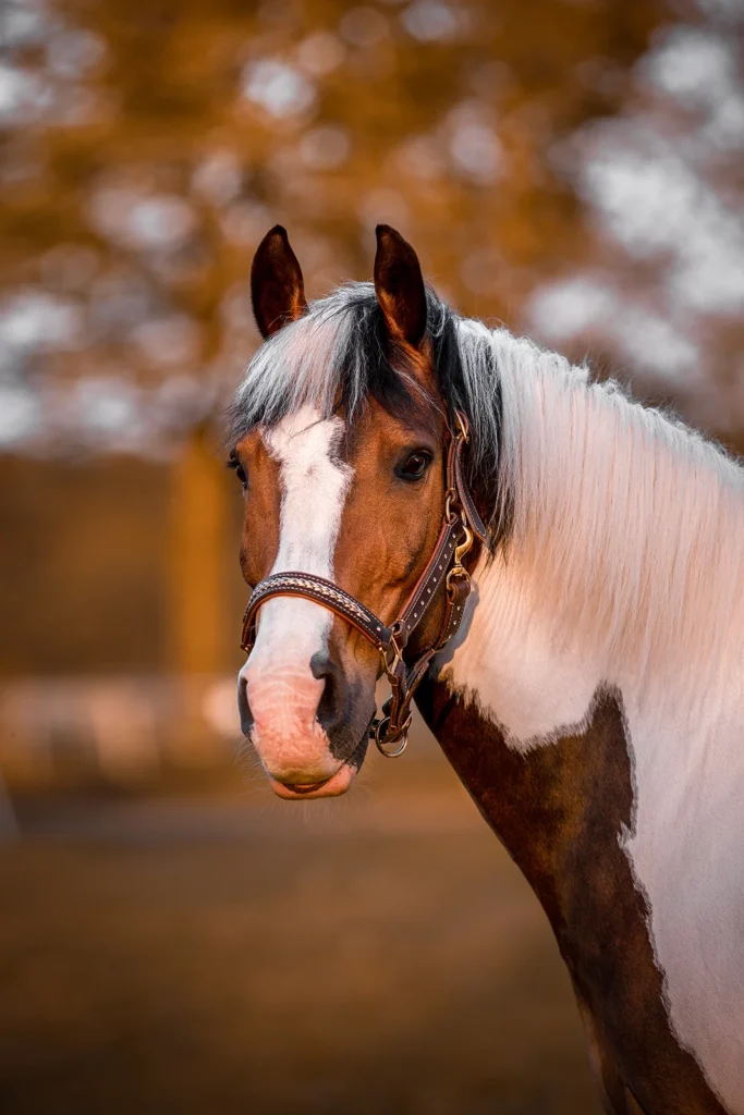 Foto von einem Warmblut Pferd, einem Schecken aufgenommen bei einem Pferdeshooting im Abendllicht bei Münster (NRW) von der Pferdefotografin Anne Bertling aus Ascheberg im Münsterland, NRW.