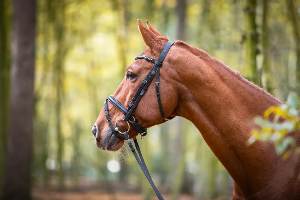 Foto von einem Warmblut Pferd, einem Fuchs mit Trense aufgenommen bei einem Pferdeshooting im Wald bei Münster (NRW) von der Pferdefotografin Anne Bertling aus Ascheberg im Münsterland, NRW.