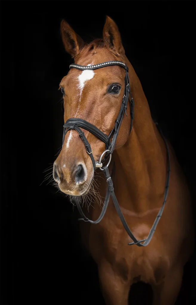 Foto von einem Warmblut Pferd, einem Fuchs mit Trense vor einem schwarzen Hintergund, aufgenommen in einer Stallgasse bei Münster (NRW) von der Pferdefotografin Anne Bertling aus Ascheberg im Münsterland, NRW.