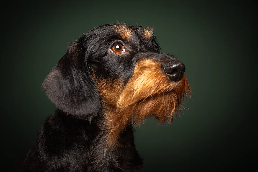 Studio Portrait eines Dackels im seitlichen Profil vor grünem Hintergrund, hochwertig und edel fotografiert von der Tierfotografin Anne Bertling aus Ascheberg im Münsterland, NRW.