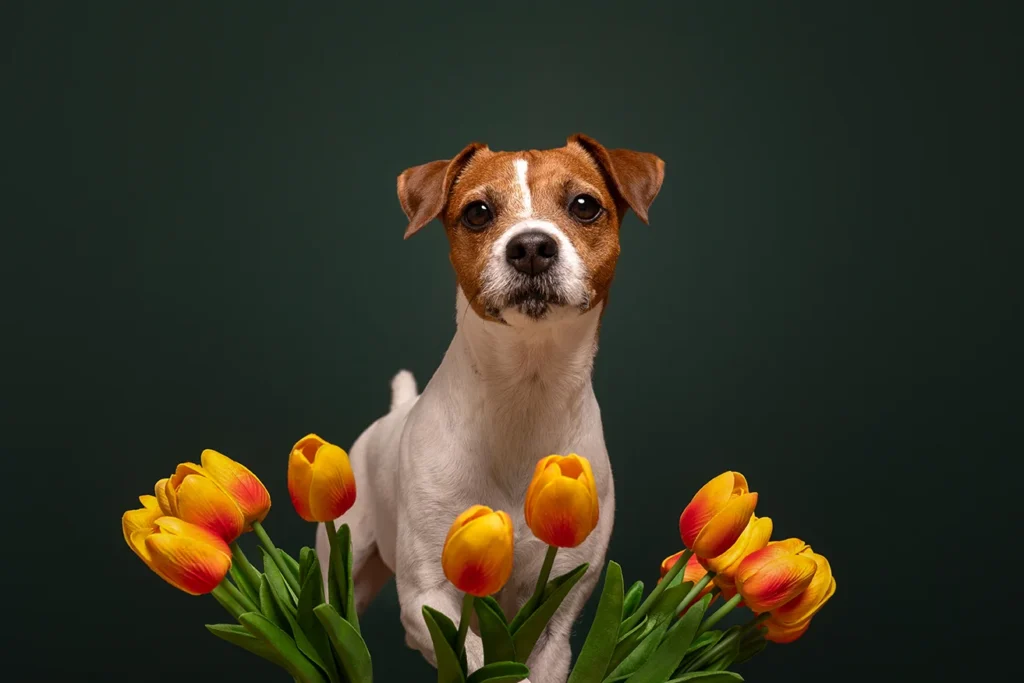 Studio Portrait eines Jack Russell Terrier mit Tulpen vor einem grünen Hintergrund, hochwertig und edel fotografiert von der Tierfotografin Anne Bertling aus Ascheberg im Münsterland, NRW.