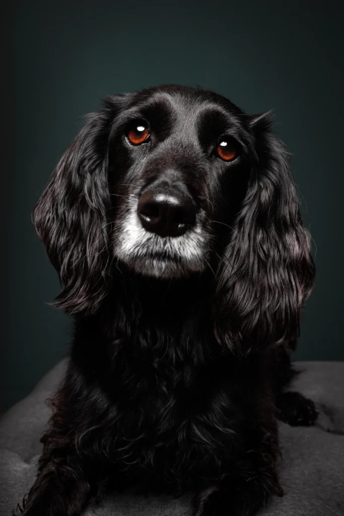 Studio Portrait eines schwarzen Cocker Spaniel Tierschutz Hünding vor grünem Fotostudio Hintergrund, hochwertig und edel fotografiert von der Tierfotografin Anne Bertling aus Ascheberg im Münsterland, NRW.