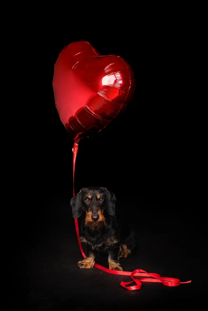Ein Valentinstags Foto von einem Dackel mit einem Luftballon Herz vor schwarzem Hintergrund, hochwertig und edel fotografiert von der Tierfotografin Anne Bertling aus Ascheberg im Münsterland, NRW.