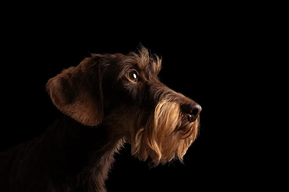 Studio Portrait eines Dackels im seitlichen Profil vor schwarzem Hintergrund, hochwertig und edel fotografiert von der Tierfotografin Anne Bertling aus Ascheberg nahe Dortmund, NRW.