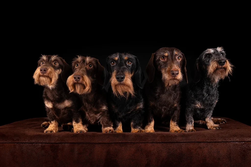 Ein Gruppen Portrait von fünf Rauhaar Dackeln vor schwarzem Hintergrund im Fotostudio in Ascheberg (Münsterland, NRW), fotografiert von Anne Bertling Fotografie.