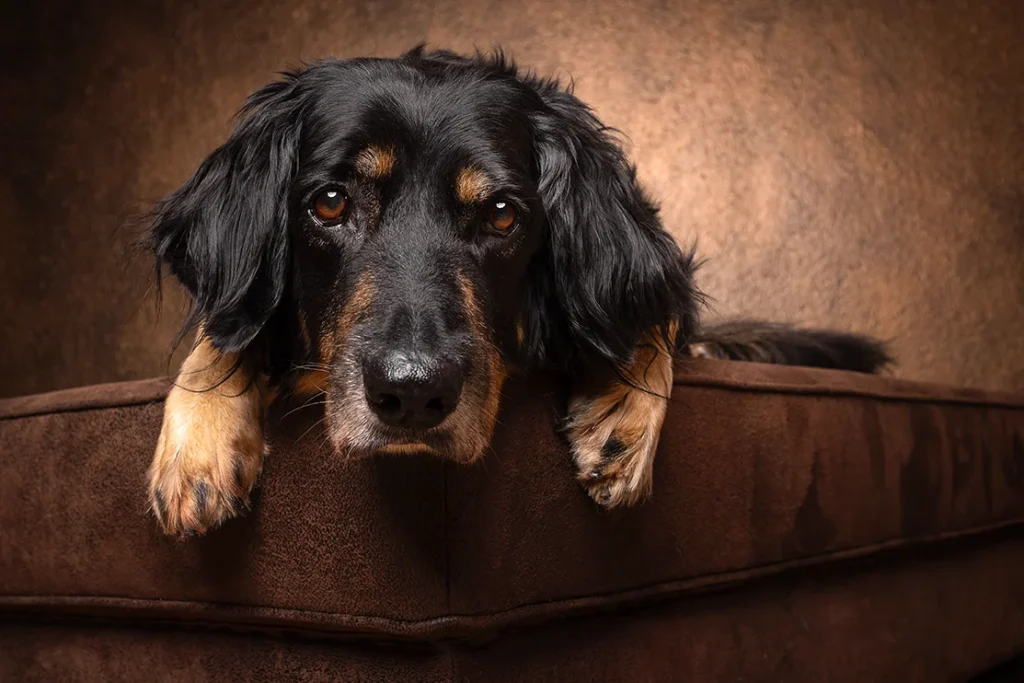 Süßes Studio Portrait eines Hovawart Hundes liegend auf einem braunen Sofa und vor barockem Hintergrund, hochwertig und edel fotografiert von der Tierfotografin Anne Bertling aus Ascheberg im Münsterland, NRW.