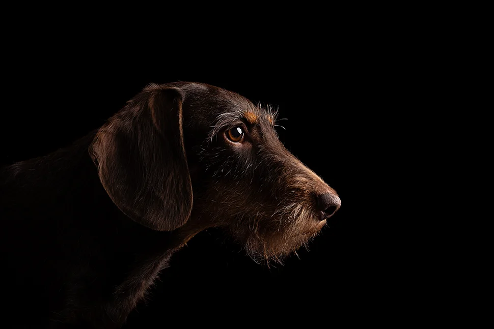 Studio Portrait eines Dackels im seitlichen Profil vor schwarzem Hintergrund, hochwertig und edel fotografiert von der Tierfotografin Anne Bertling aus Ascheberg im Münsterland, NRW.