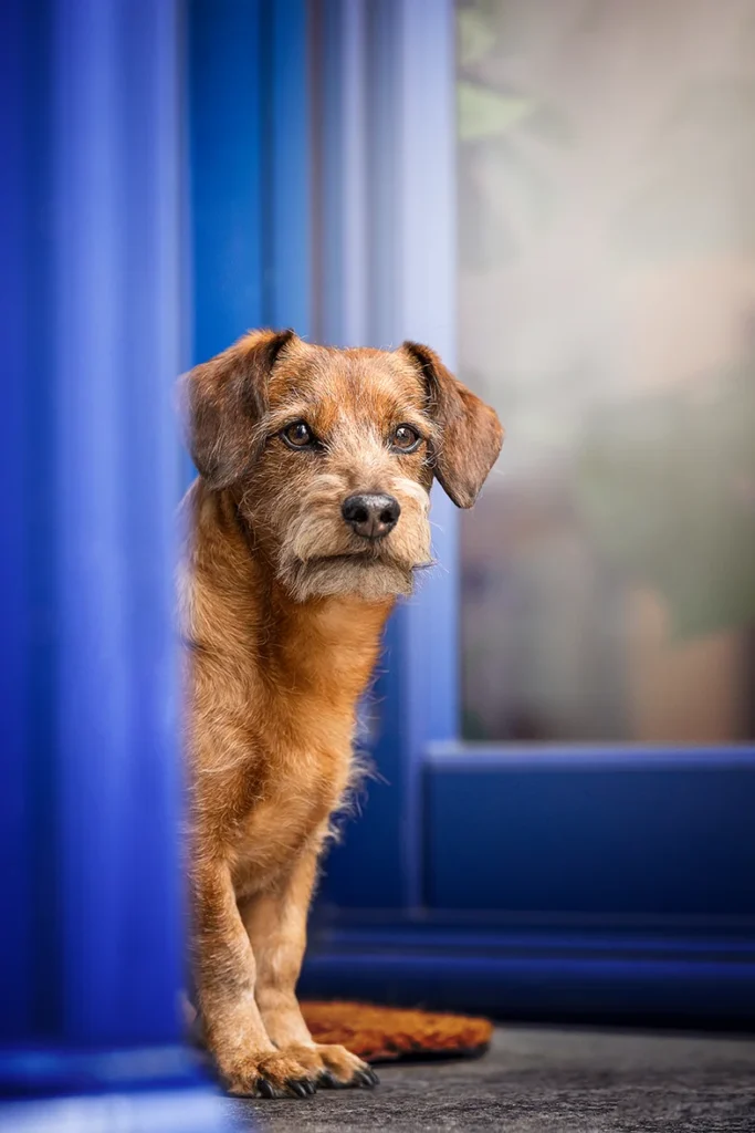 Terrier Portrait in der Stadt in Lüdinghausen (NRW), fotografiert von der Hundefotografin Anne Bertling aus Ascheberg im Münsterland.