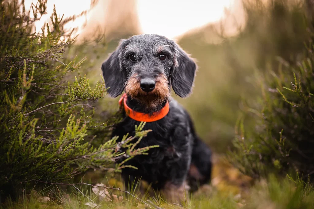 Dackel Portrait in der Heide nahe Münster (NRW), fotografiert von der Hundefotografin Anne Bertling aus Ascheberg im Münsterland.