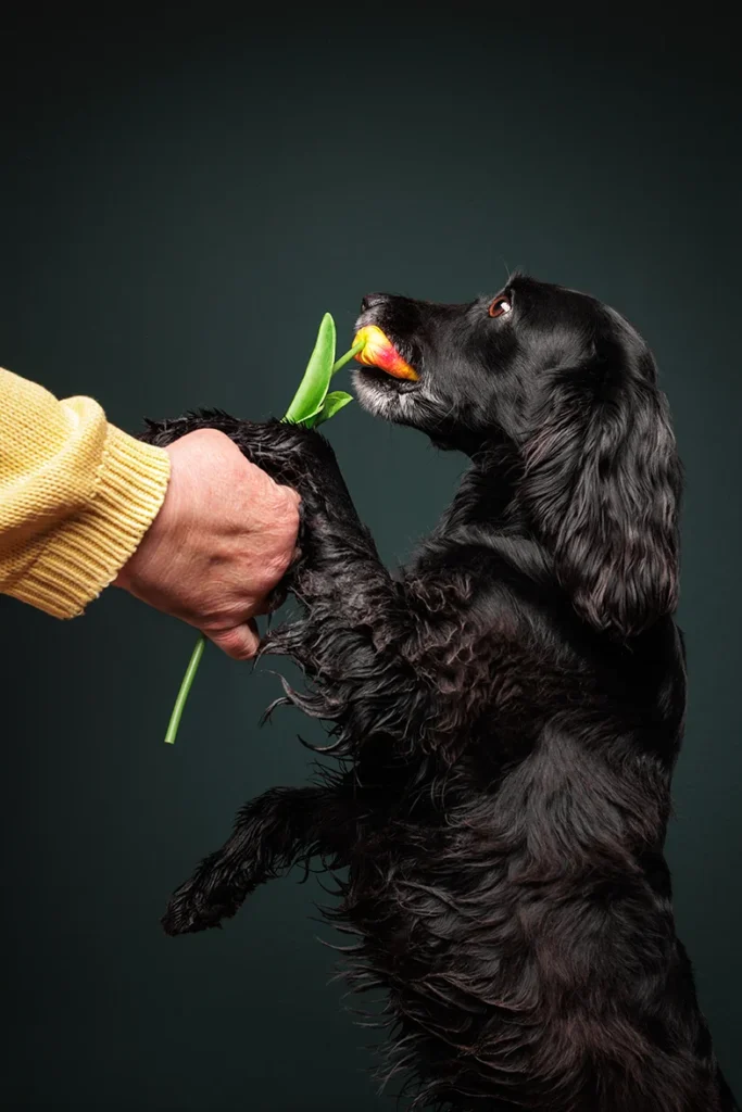 Die Spaniel Hündin Lissie beißt im Fotostudio spielerisch in eine Kunstblume, die ihr Frauchen in der Hand hält, fotografiert vor grüner Studiowand und mit Blitzlicht von der Hundefotografin Anne Bertling aus Ascheberg (Westfalen) Nähe Münster