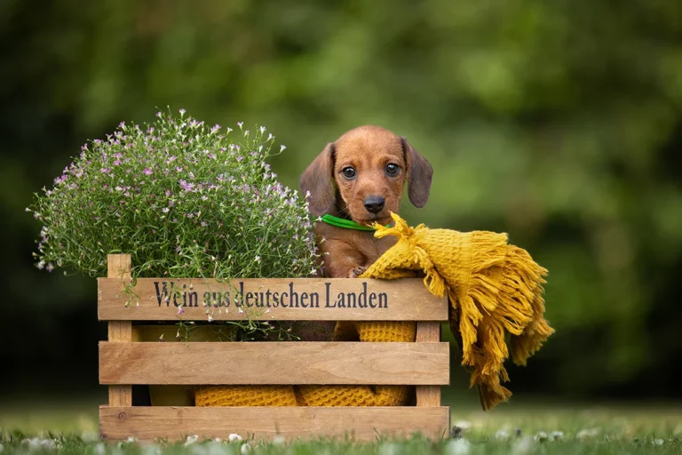 Einzelportrait eines Kaninchenteckel Welpen entstanden während eines Welpenshootings zur fotografischen Wurfbegleitung durch Anne Bertling Tierfotografie aus Ascheberg, zsichen Münster und Dortmund (NRW).