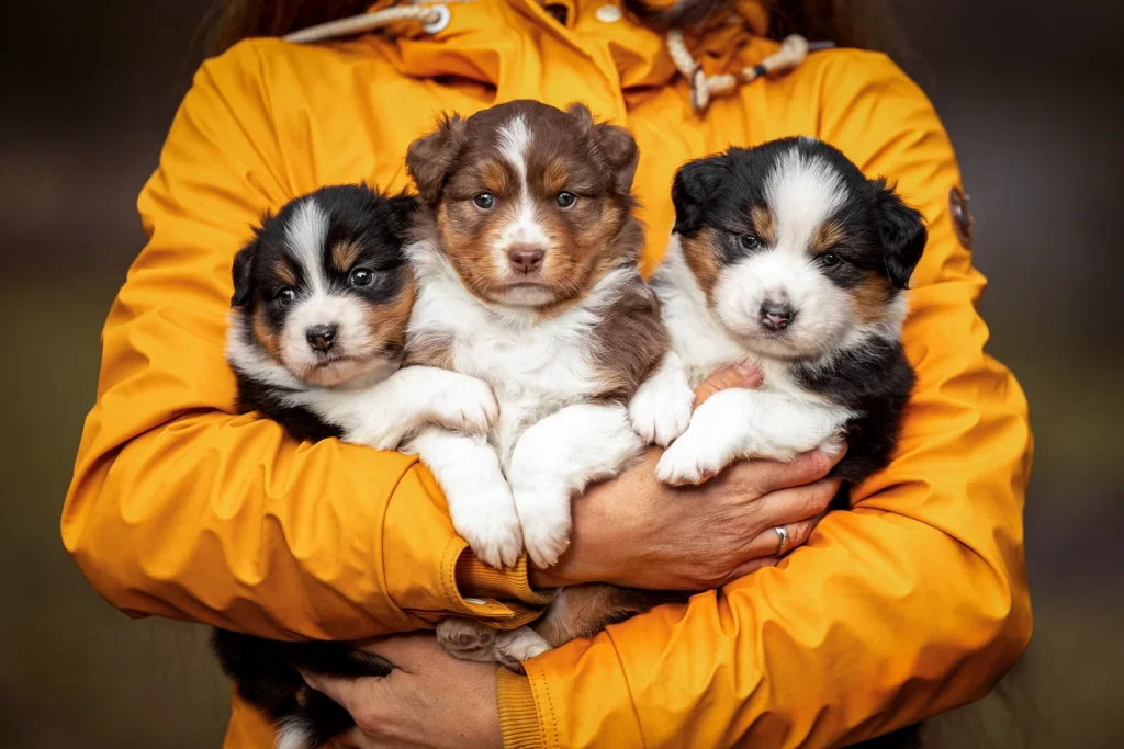 Portrait von Australian Shepherd Welpen im Rahmen eines Welpenshootings bei einer Wurfbegleitung für eine Züchterin, fotografiert von Anne Bertling Hundefotografie aus Ascheberg Nähe Münster im Münsterland. Das Foto wurde in Selm bei Olfen (NRW) gemacht.