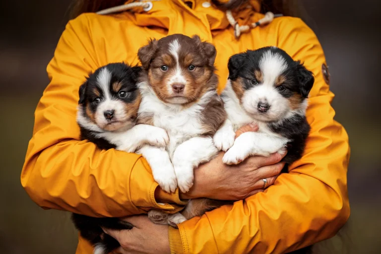 Portrait von Australian Shepherd Welpen im Rahmen eines Welpenshootings bei einer Wurfbegleitung für eine Züchterin, fotografiert von Anne Bertling Hundefotografie aus Ascheberg Nähe Münster im Münsterland. Das Foto wurde in Selm bei Olfen (NRW) gemacht.