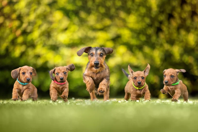 Gruppenfoto eines Kaninchenteckel Wurfs fotografiert in Viersen (NRW) von der Tierfotografin Anne Bertling aus Ascheberg (Münsterland). Das liegt zwischen Münster und Dortmund (Ruhrgebiet).