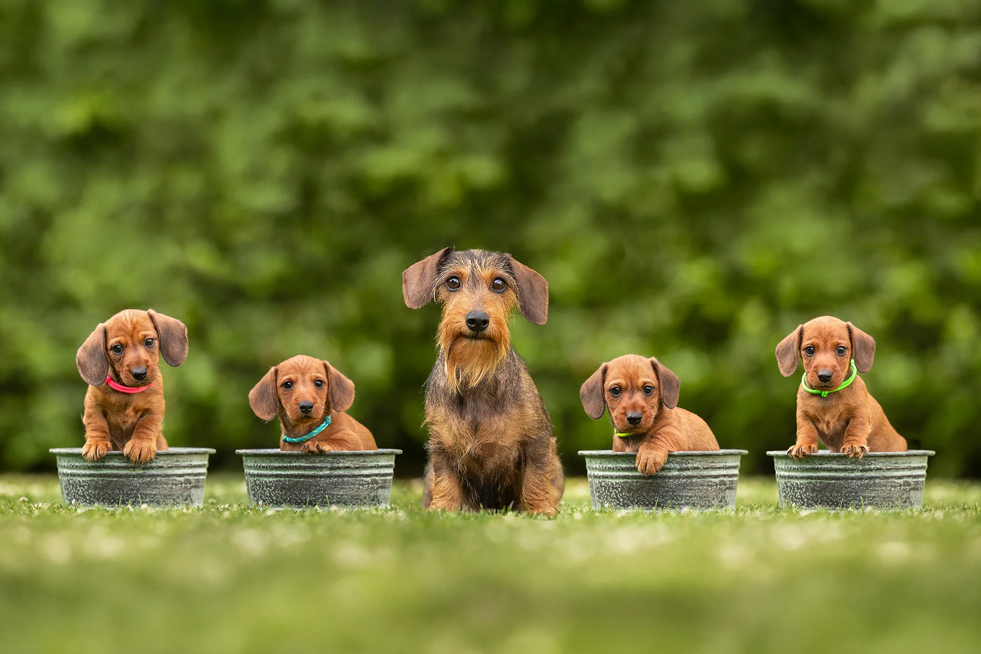 Dackel Wurfshooting von der Dackelmama und den Welpen entstanden bei einer Wurfbegleitung im Ruhrgebiet (NRW) durch Anne Bertling Hundefotografie aus Ascheberg (Westfalen) nahe Münster.