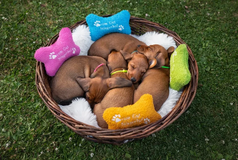 Gruppenbild eines kompletten Dackel Wurfs, schlafend in einem Hundekörbchen, fotografiert von der Hundefotografin Anne Bertling aus Ascheberg in der Nähe von Münster (NRW).