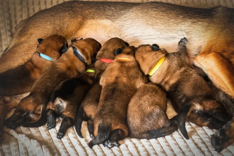 Gruppenfoto von belgischen Schäferhunden fotografiert von Anne Bertling Hundefotografie aus Ascheberg (Westfalen, zwischen Münster und Dortmund gelegen