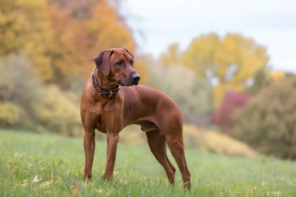 Das Standbild zeigt einen Rhodesian Ridgeback Rüden auf den Wiesen am Aasee in Münster. Fotografiert wurde das Portrait von der Hundefotografin Anne Bertling aus Ascheberg im Münsterland, NRW.