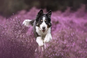 Ein Border Collie läuft in der blühenden Heide auf die Kamera zu. Das fröhliche Laufbild wurde in Coesfeld aufgenommen von Anne Bertling Hundefotografie aus Ascheberg im Münsterland.