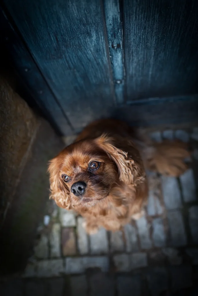Ein Cavalier King Charles Spaniel sitzt vor einer blauen Tür in Münster in der Altstadt. Das City Portrait vor der alten Tür wurde fotografiert von der Hundefotografin Anne Bertling aus Ascheberg im Münsterland, NRW.