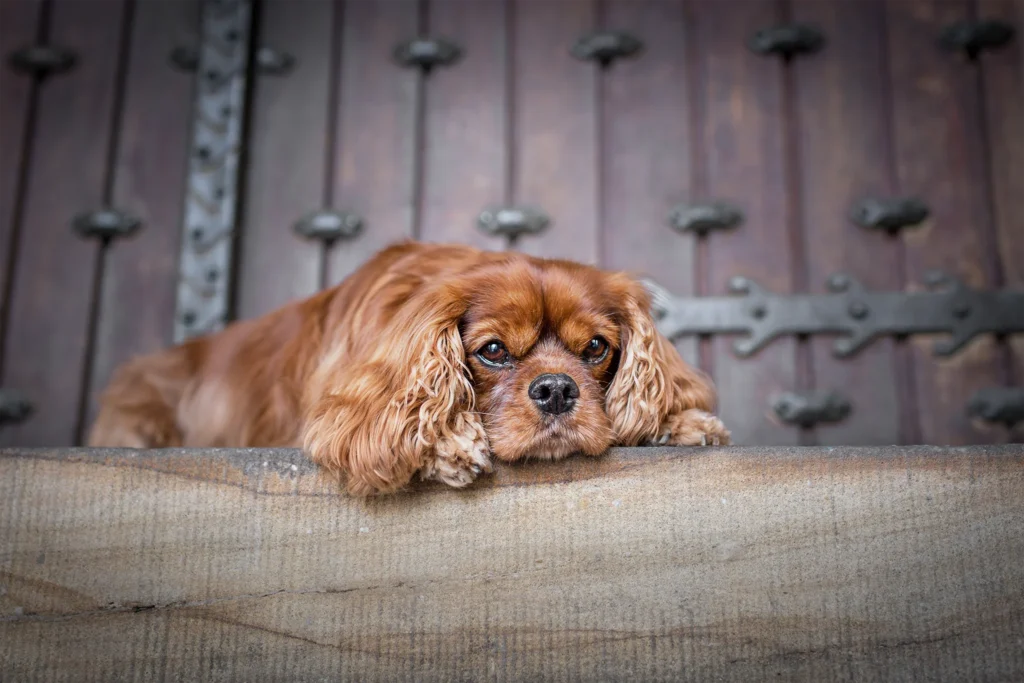Ein Cavalier King Charles Spaniel liegt vor dem Rathaus von Münster in der Altstadt. Das City Portrait vor der alten Tür wurde fotografiert von der Hundefotografin Anne Bertling aus Ascheberg im Münsterland, NRW.