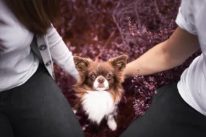 Ein Portrait von einem Chihuahua Rüden, der von seinen Haltern umarmt wird und in der Heide sitzt. Fotografiert wurde das Mensch-Hund-Portrait von der Tierfotografin Anne Bertling aus Ascheberg im Münsterland (NRW).