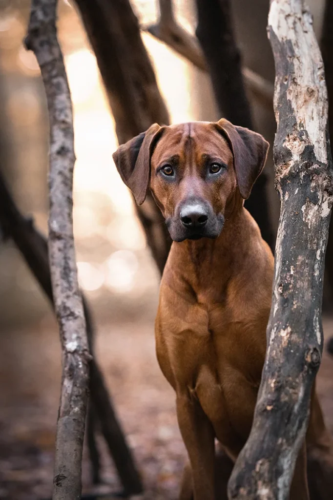 Ein Ridgeback Rüde sitzt in einem Baumstamm Tippi im herbstlichen Räuberwald am Aasee in Münster. Fotografiert wurde das Portrait von der Hundefotografin Anne Bertling aus Ascheberg im Münsterland, NRW.